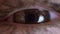 Extreme close-up, detailed, brown human eye with black eyelashes