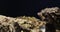 extreme close-up detailed closed oysters against a dark background against a white reflective surface