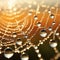 Extreme close-up of a dewdrop on a spider web, sparkling in morning sun, intricate web patterns