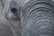 An extreme close-up of an elephants trunk & eye