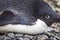 Extreme close up of the eye of an adelie penguinï¼Œ very blue due to breeding season