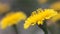 Extreme close-up of gently swaying yellow blossoms