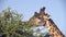 extreme close up of a giraffe eating acacia leaves at serengeti national park