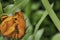 Extreme close-up of a green and black spotted beetle resting on anorange flower.