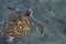 Extreme close-up of a Hawksbill sea turtle coming to the surface of the ocean.