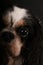 An extreme close up head portrait of a tricolored cavalier king charles spaniel in the dark studio