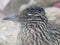 Extreme close up of the head and upper body of a roadrunner with crest slightly open