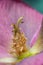 Extreme close-up of hellebore stamens and petals. Magnified, surreal photography. blur and selective focus