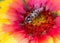 Extreme close up of a honey bee resting on a pink and white Gerbera Daisy flower head