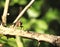 An extreme close up of a hoverfly