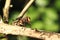 An extreme close up of a hoverfly