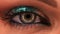 Extreme close up of human eye iris. Female with beautiful makeup, glitter shadows. Womens green eye contracting. Beauty