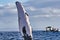 Extreme close-up of a  humpback whale waving its pectoral fin to a boatload of whale watchers.