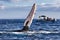 Extreme close-up of a  humpback whale waving its pectoral fin to a boatload of whale watchers.