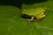 An extreme close up image of a tiny tree frog Hyla Versicolor