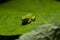 An extreme close up image of a tiny tree frog Hyla Versicolor