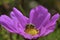 Extreme close-up of an irradescensent green sweat bee collecting pollen fro a bright purple bloom.