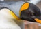 Extreme close-up of king penguin yellow pattern