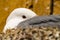 Extreme close up of a Kittiwake Rissa tridactyla nesting on a ledge on the side of a wooden building