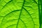 Extreme close-up of a leaf of a young avocado tree with visible structure, selective focus