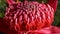 extreme close up macro shot of a nsw waratah bloom