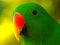 Extreme close up of a male eclectus parrot