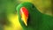 Extreme close up of a male eclectus parrot