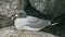 Extreme close up of a nesting lava gull in the galalagos islands