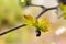 Extreme close up of new grapevine leaves