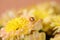 Extreme close up of an orange ladybird, sitting on a yellow Chrysanthemum flower