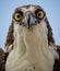 Extreme close up of osprey who is looking straight at camera