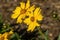 Extreme close-up of a pair of yellow cosmos flowers