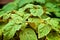 Extreme close up of patchouli plant leaves