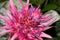 Extreme close up of a pink lilac exotical flower photographed in a glasshouse