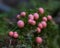 Extreme close up of Pink Slime Puffballs mushrooms in green moss on tree stump