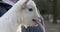 Extreme close up portrait baby goat bleating