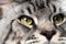 Extreme close-up portrait of mackerel tabby Maine Coon Cat with big eyes looking