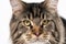 Extreme close-up portrait of mackerel tabby Maine Coon Cat looking at camera