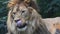 Extreme close up portrait of male lion yawning