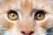 Extreme close-up portrait of red tabby American Coon Cat looking at camera