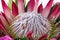 Extreme Close up of Protea Flower Patterns and Textures