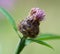 Extreme Close-Up of Purple plant head