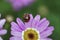 Extreme close-up of a red and black spotted ladybug resting on a purple bloo.