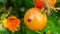 Extreme close up of a red lady bug beetle on a ripening tomato, hanging on the vine, in a vegetable garden, depicting organic