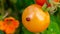 Extreme close up of a red lady bug beetle on a ripening tomato, hanging on the vine, in a vegetable garden, depicting organic