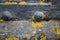 Extreme Close up of Rivets and Lichens on the Side of an Old Cannon.