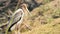 Extreme close up shot of painted storks or Mycteria leucocephala juvenile bird in natural green background at keoladeo wetland