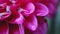 Extreme close up shot of a pink Dahlia flower in the rain.