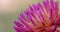 Extreme close up shot of Pink and orange Dahlia flower