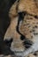 Extreme close up side profile portrait of cheetah